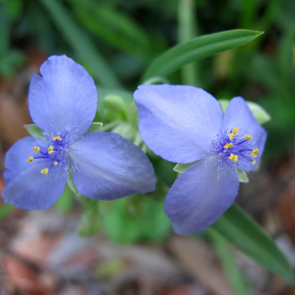 Ephémère de Virginie – Tradescantia andersoniana Ocean Blue Pot de 2L/3L