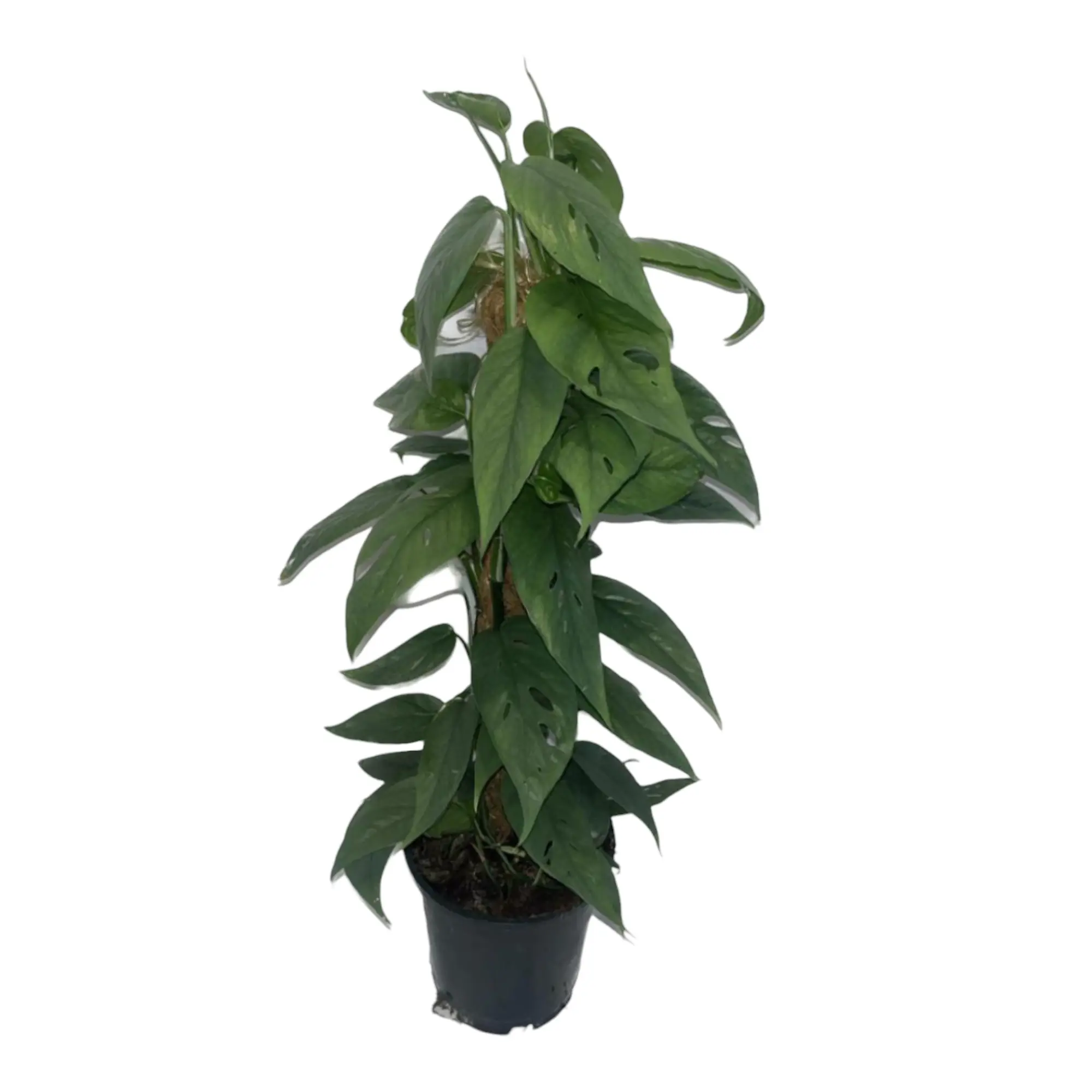 Epipremnum Cebu Blue 60cm – Plante d’intérieur- La Green Touch