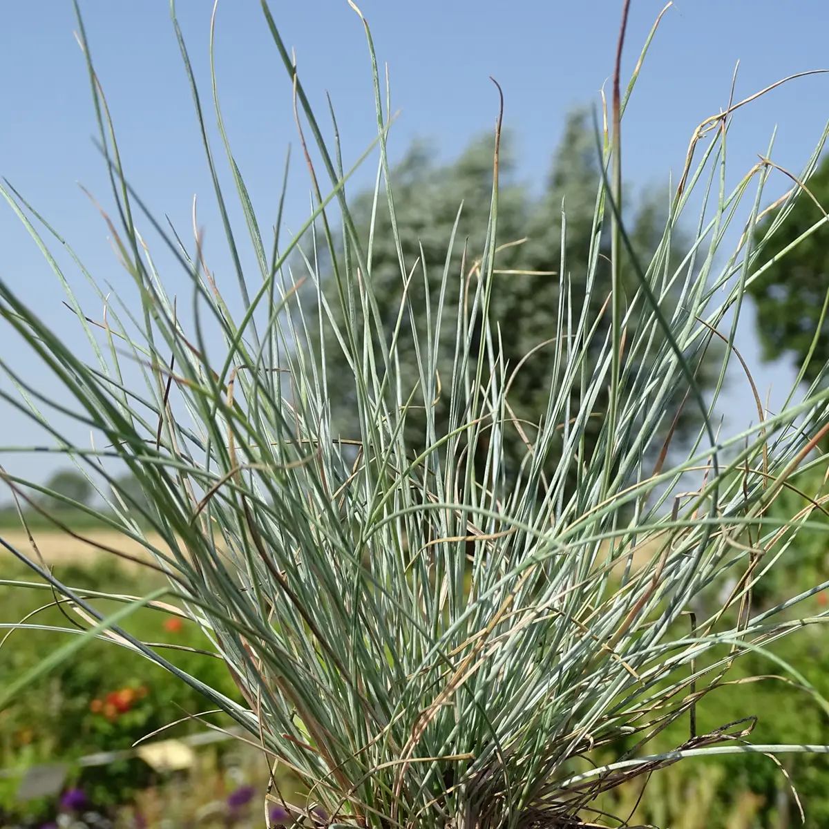 Festuca Intense Blue – Fétuque bleue Godet de 8/9 cm