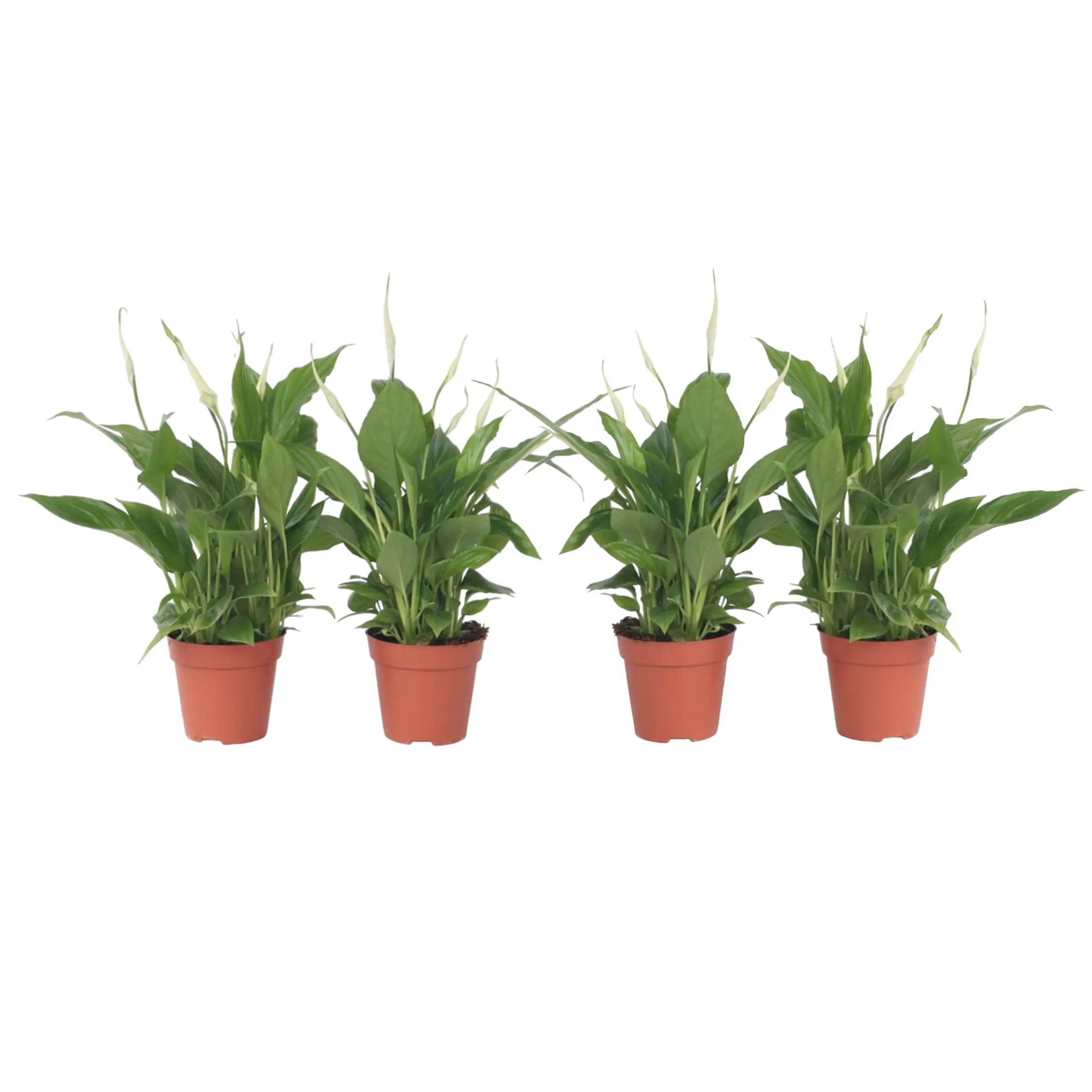 Fleur de lune – Set de 4 – Spathiphyllum ‘Torelli’ – Hauteur 30-45cm – ⌀12cm
