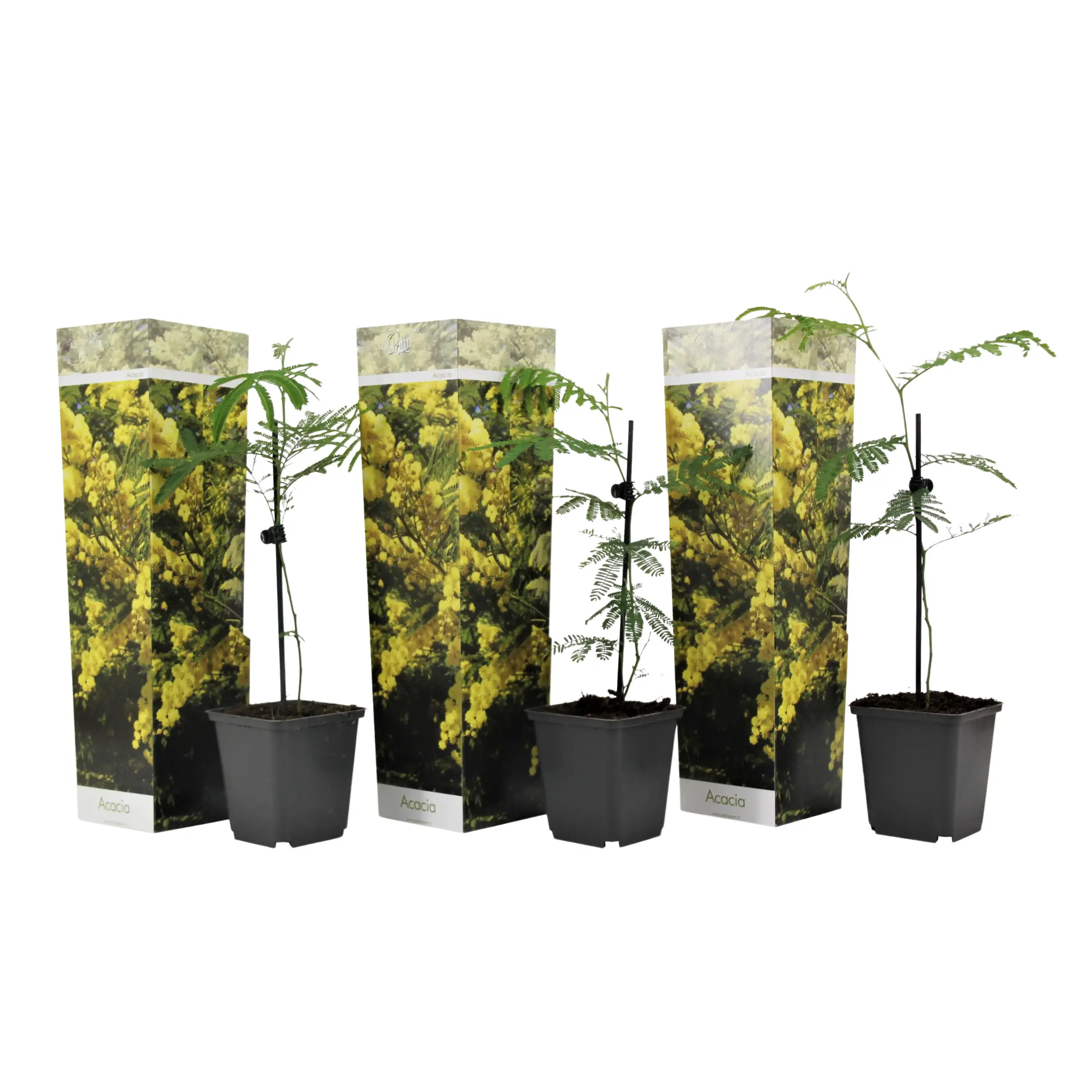 Fleur de mimosa – Set de 3 – Mimosa dealbata – Hauteur 25-40cm – ⌀9cm