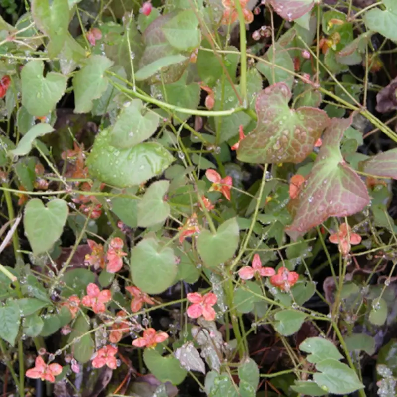 Fleur des Elfes Orangekönigin, Epimedium à fleurs Rose – feuillage Persistant – Godet – 5/20 cm- hauteur à maturité De 0,15 m à 0,50 m