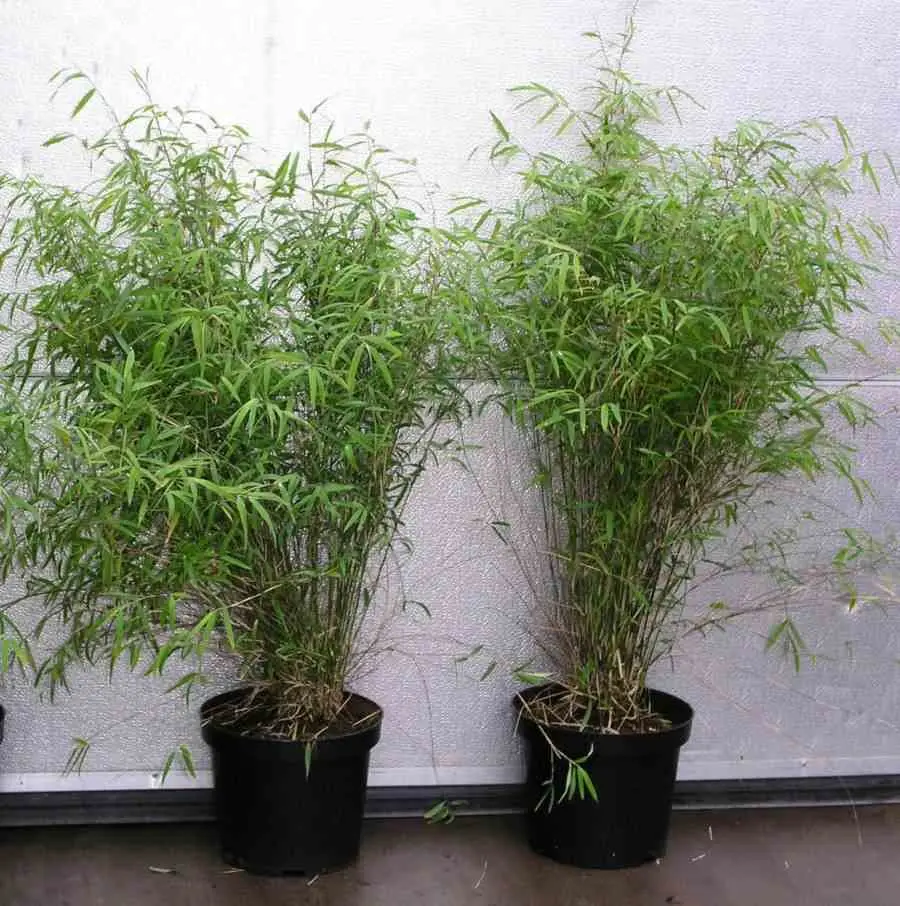 Fargesia angustissima (Bambou non traçant) Pot 10 Litres – 100/120cm – 6/10 cannes