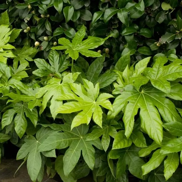Faux-aralia – Fatsia japonica Godet de 8/9 cm