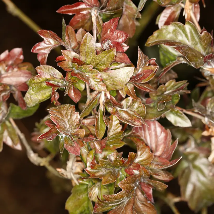 Fagus sylvatica Brathay’s Purple – Hêtre commun Pot de 4L/5L