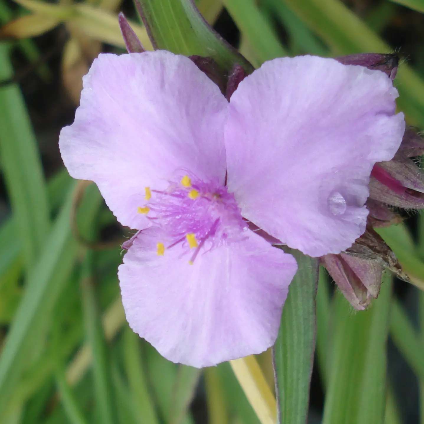 Ephémère de Virginie – Tradescantia Perrine’s Pink Godet de 8/9 cm
