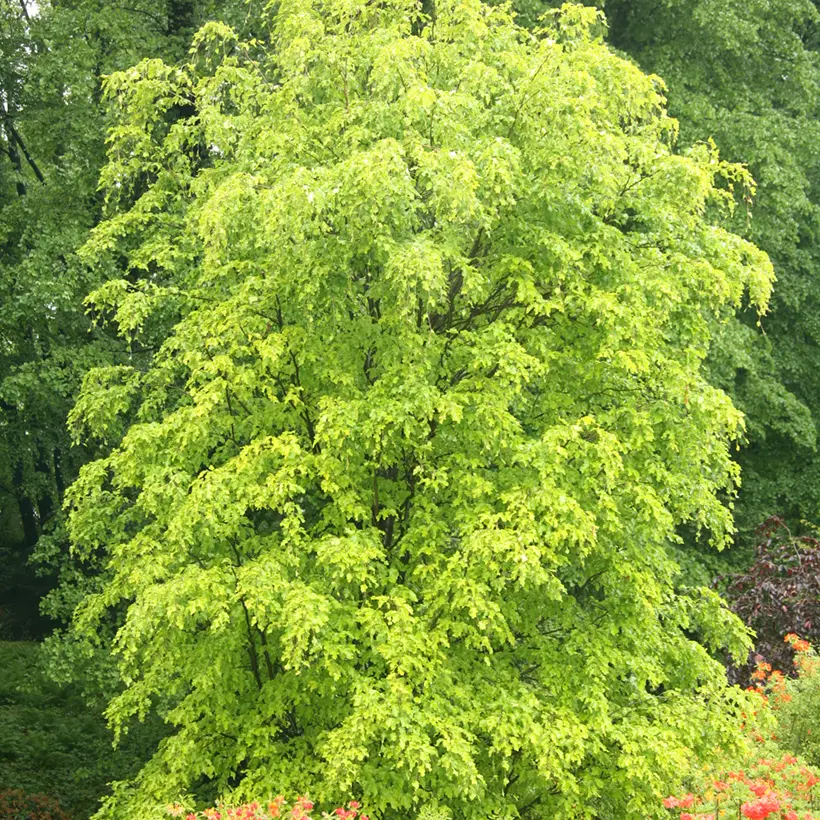 Fagus sylvatica Rohan Gold – Hêtre commun doré Pot de 4L/5L