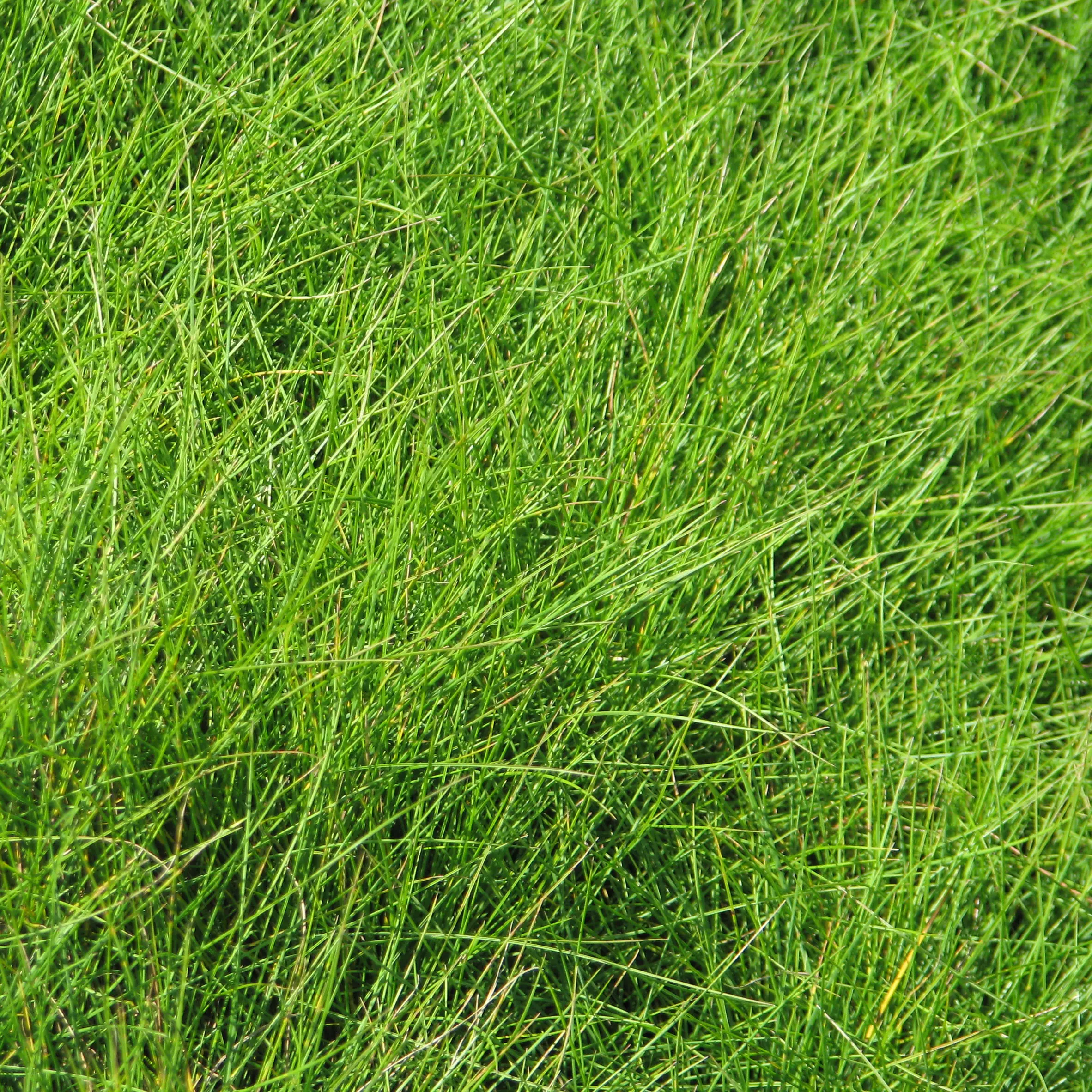 Festuca filiformis – Fétuque à feuilles capillaires Godet de 8/9 cm