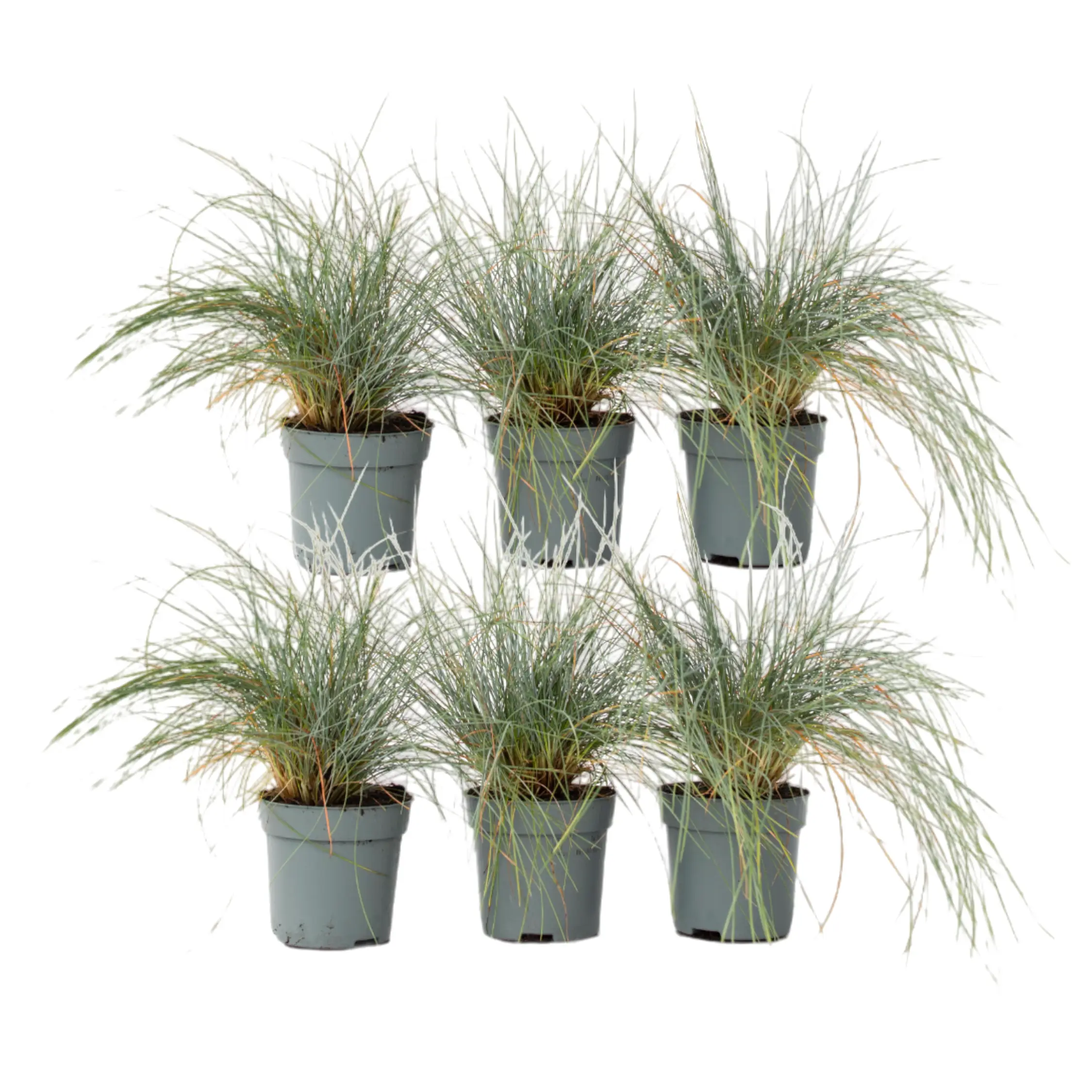 Fétuque – Set de 6 – Festuca glauca ‘Elijah Blue’ – Hauteur 10-15cm – ⌀9cm