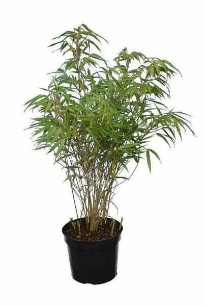 Fargesia «Rufa» (Bambou non traçant) Pot 10 Litres – 100/120cm – 8/12 cannes