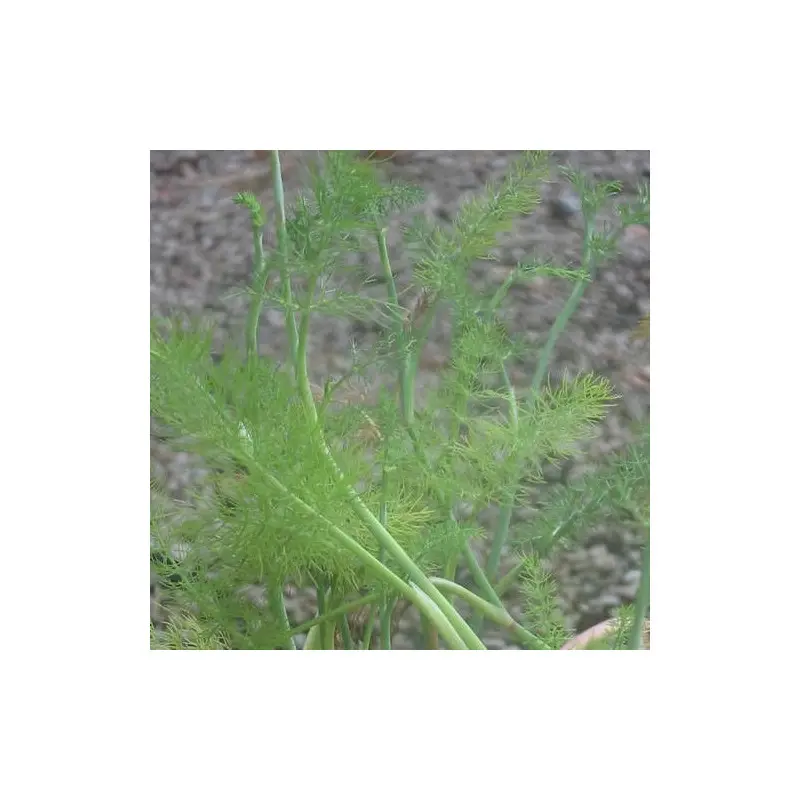 Fenouil commun à fleurs Jaune – feuillage Caduc – Godet – 5/20 cm- hauteur à maturité De 0,50 m à 1,00 m