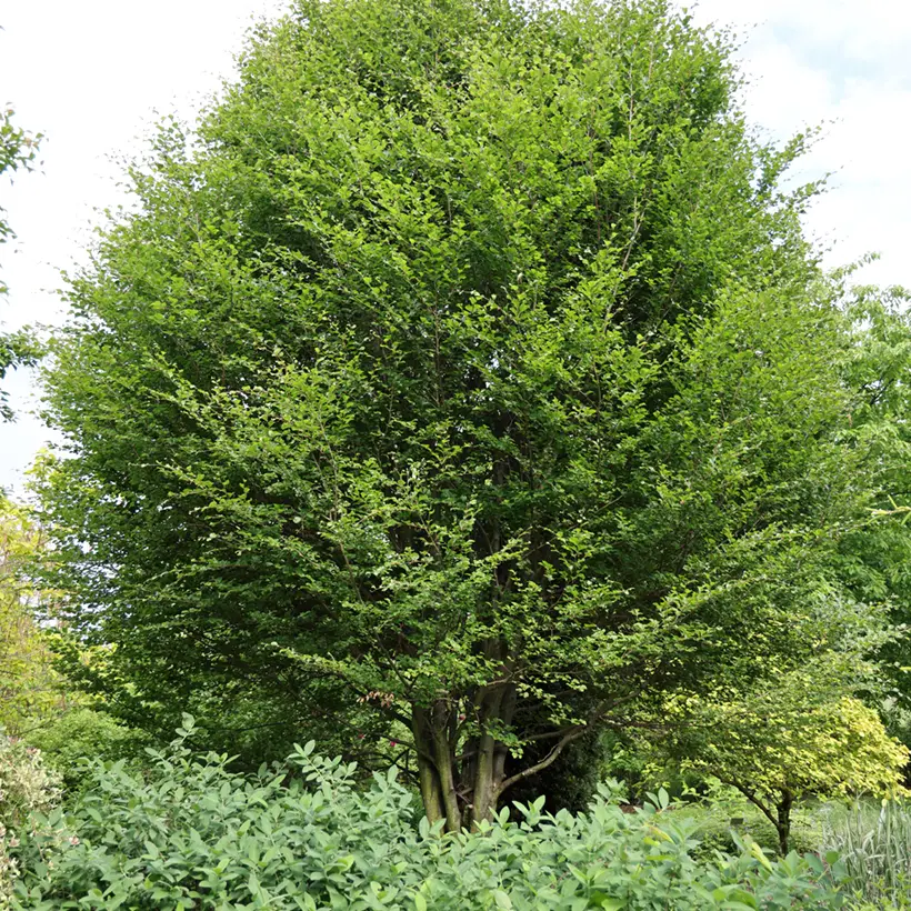 Fagus sylvatica Skrzat – Hêtre nain Pot de 4L/5L