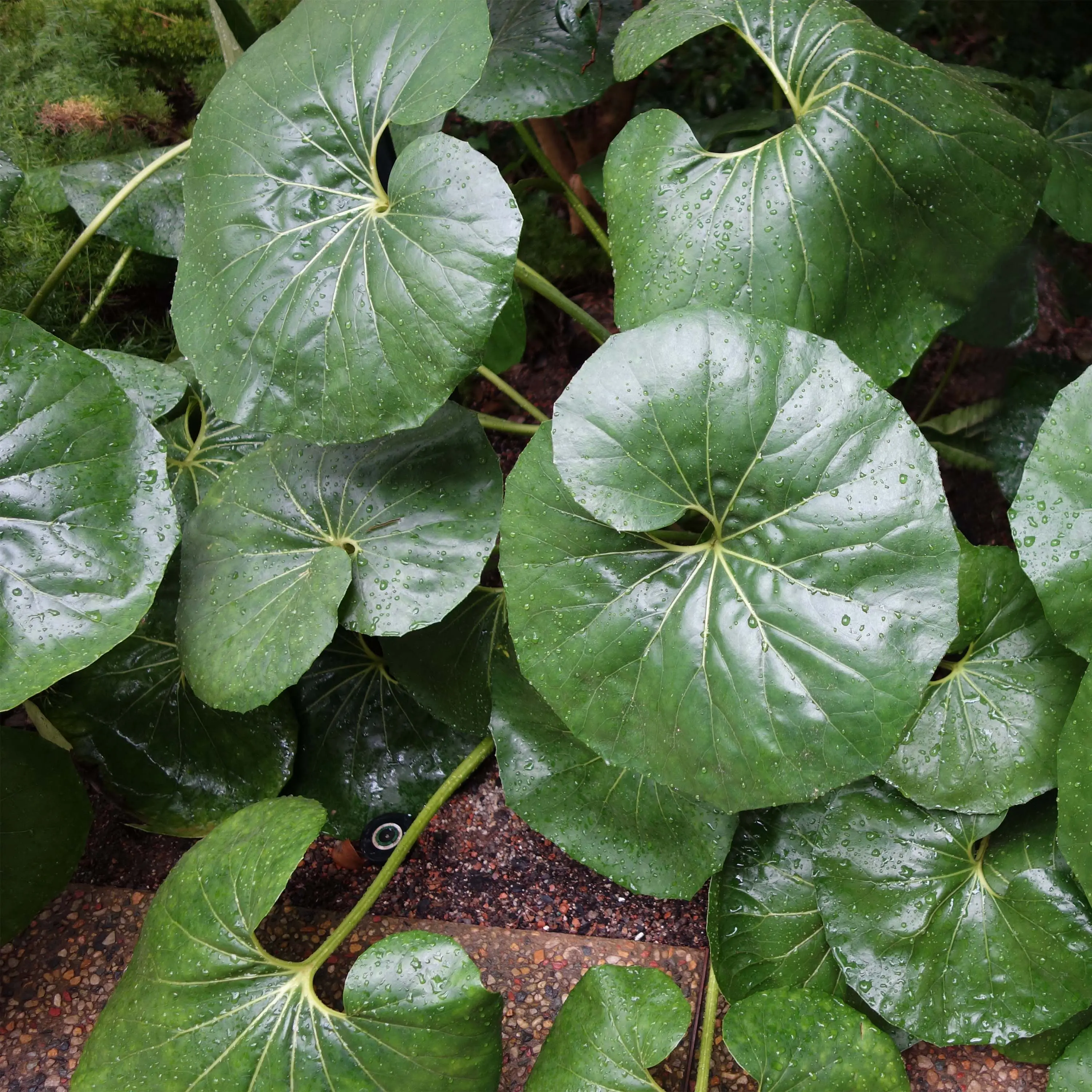 Farfugium japonicum Gigantea – Plante Panthère géante. Pot de 3L/4L