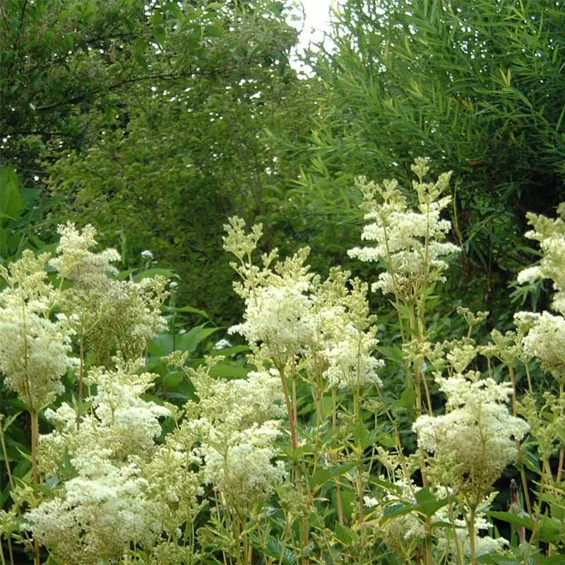 Filipendula ulmaria Variegata – Reine des prés Godet de 8/9 cm