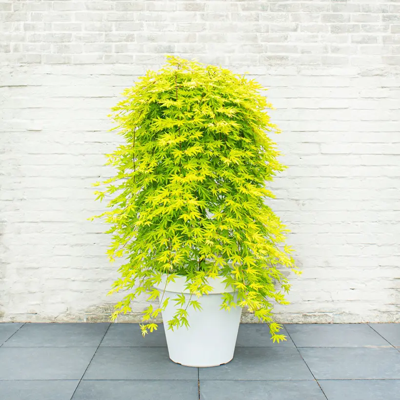 Erable du Japon – Acer palmatum Cascade Citrine Pot de 12L/15L, Demi-tige