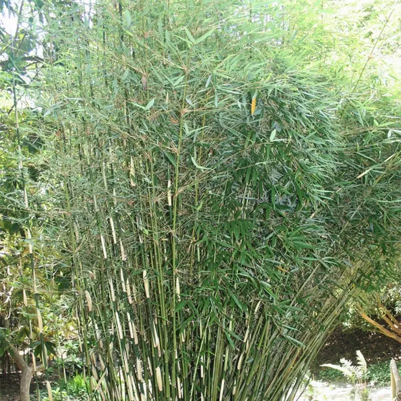 Fargesia robusta – Bambou non traçant Pot de 4L/5L