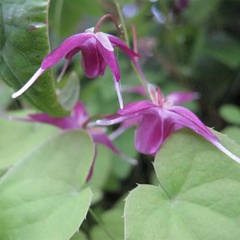 Epimedium grandiflorum Shiho – Fleur des Elfes Godet de 8/9 cm