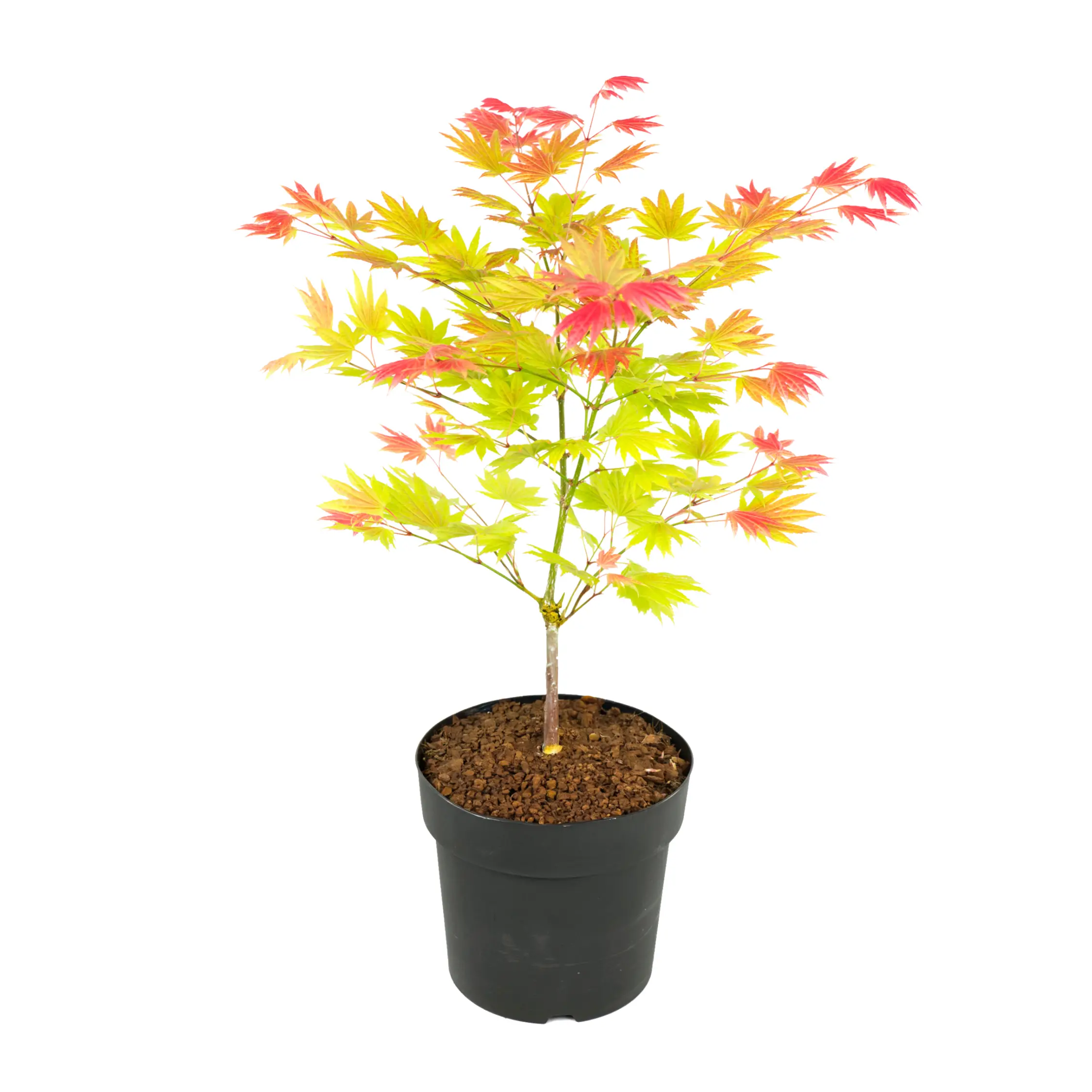 Érable du Japon – Acer palmatum ‘Moonrise’ – Hauteur 40-50cm – ⌀19cm