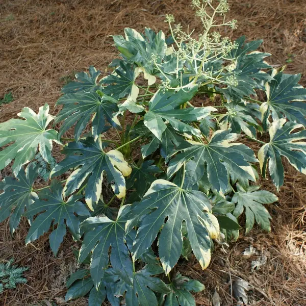 Faux-aralia – Fatsia japonica Variegata Pot de 3L/4L
