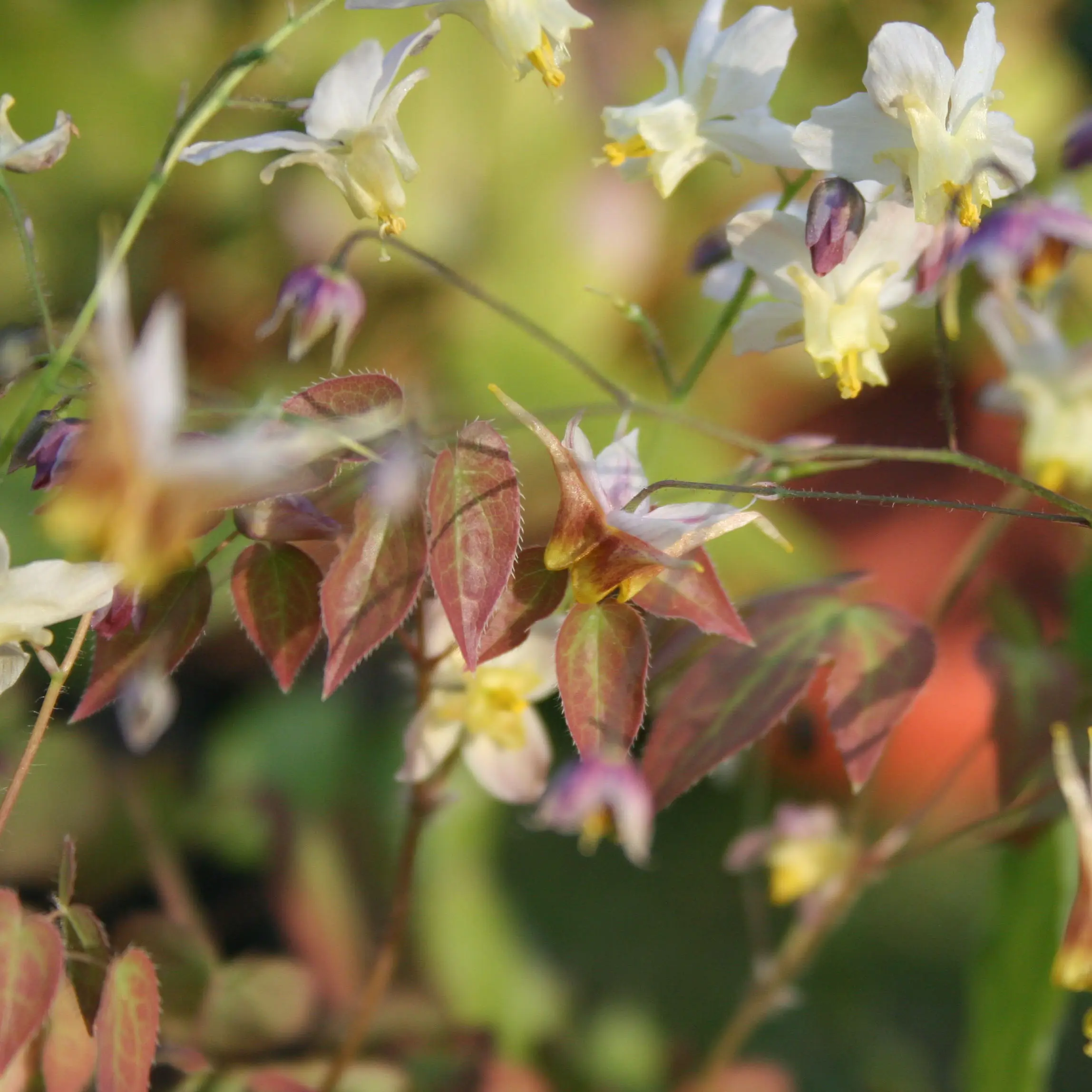 Fleur des Elfes – Epimedium x versicolor Cupreum Godet de 8/9 cm
