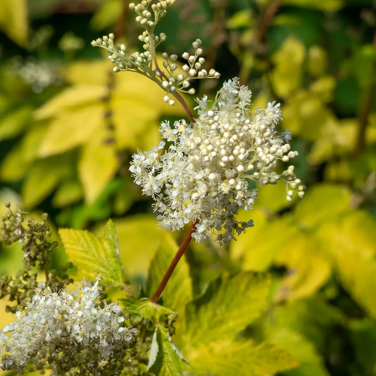 Filipendula ulmaria Aurea – Reine des prés Godet de 8/9 cm