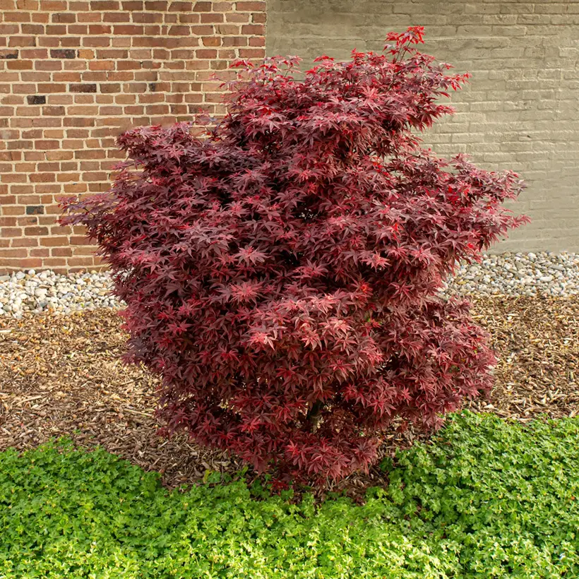 Erable du Japon – Acer palmatum Little Red Pot de 3L/4L