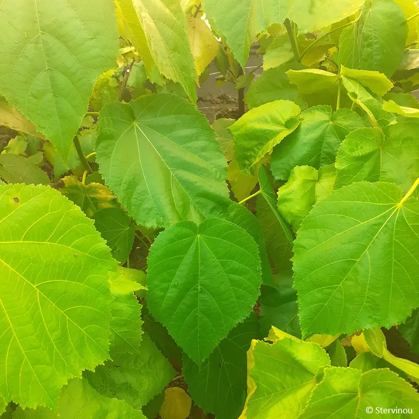 Entelea arborescens – Entélée arbustive Pot de 4L/5L