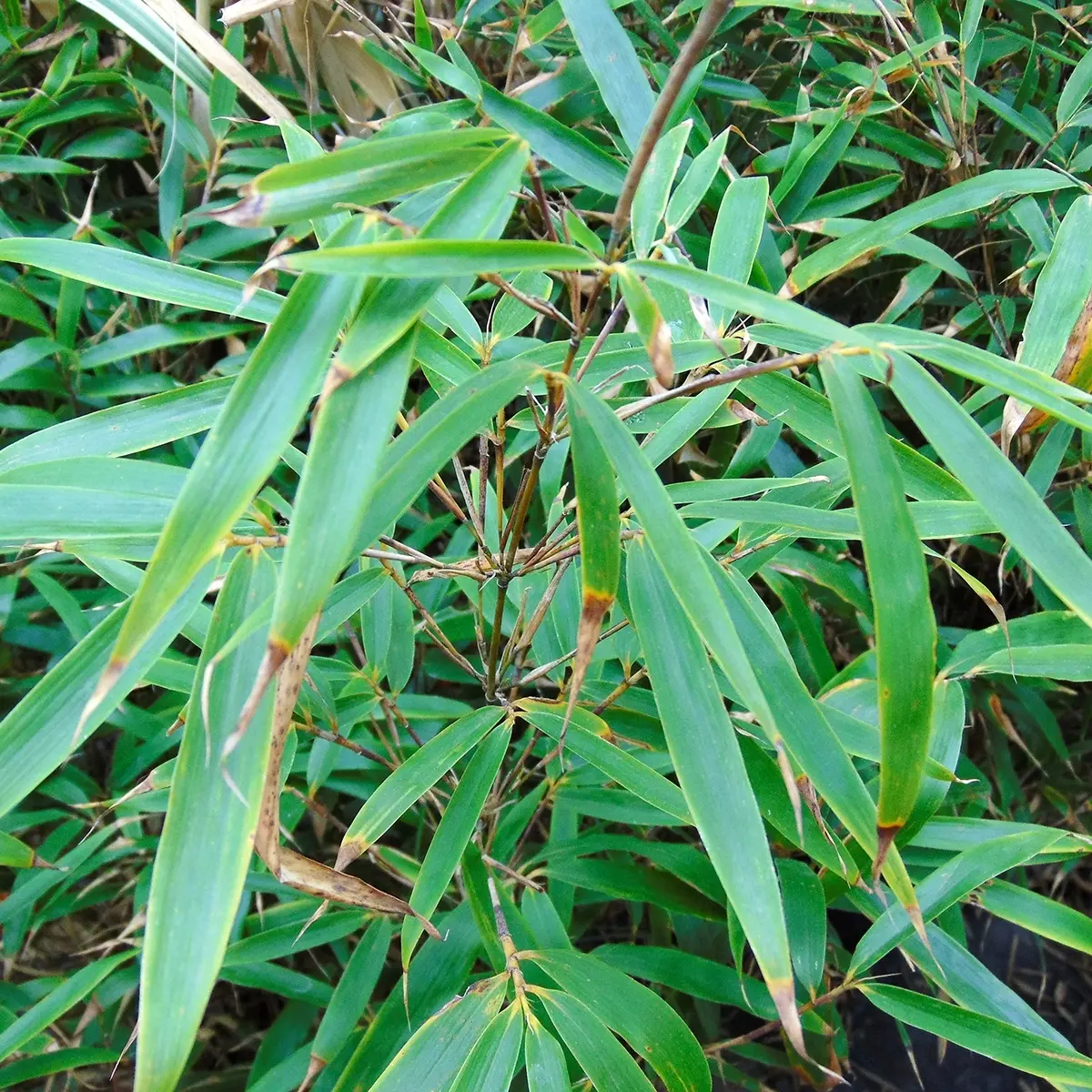 Fargesia robusta Wenchuan – Bambou non traçant Pot de 2L/3L