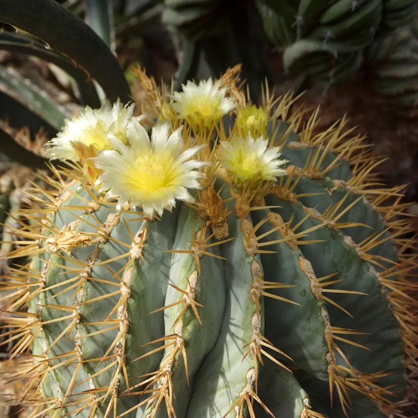 Ferocactus glaucescens – Cactus tonneau Pot de 4L/5L
