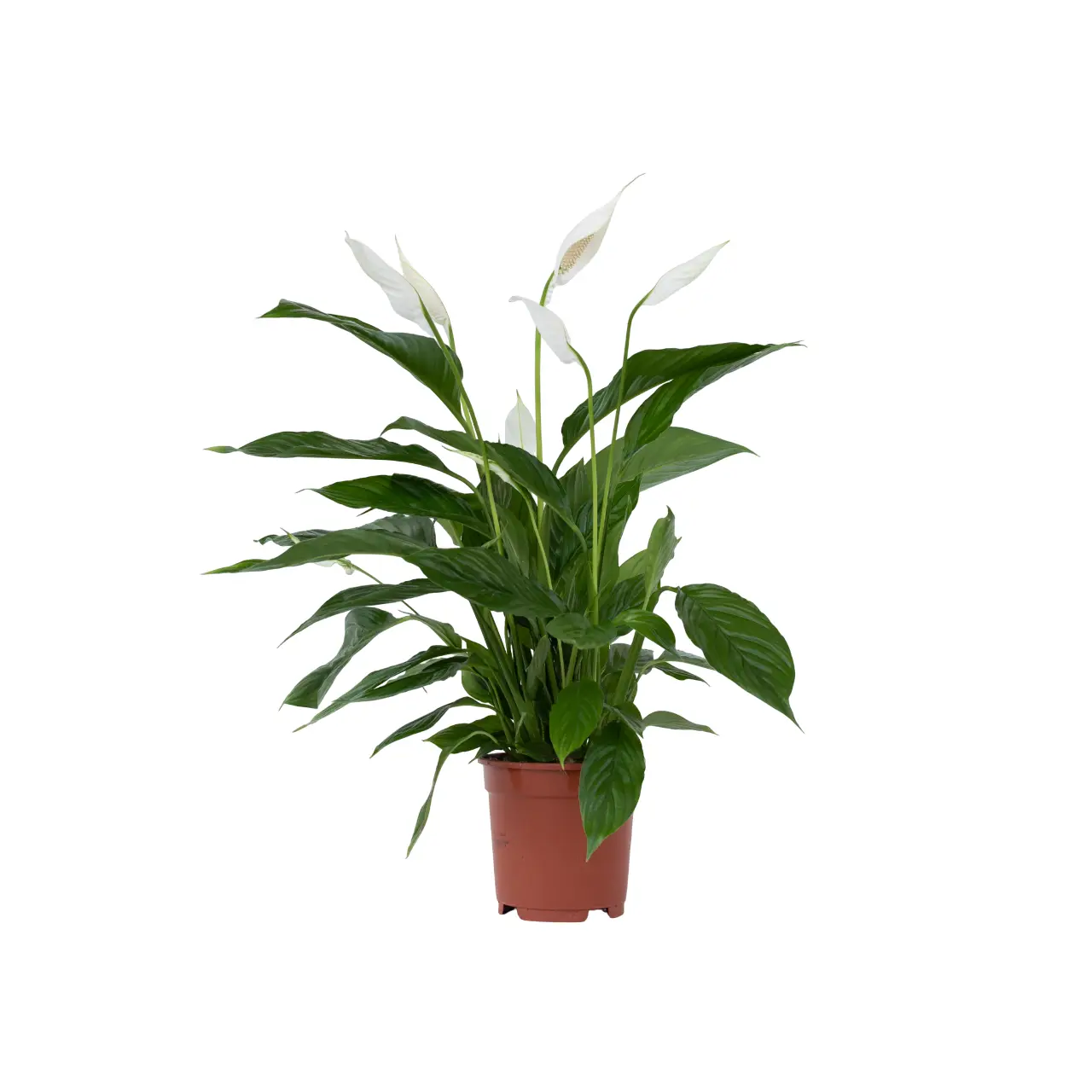Fleur de lune – Spathiphyllum ‘Lima’ – Hauteur 60-75cm – ⌀17cm