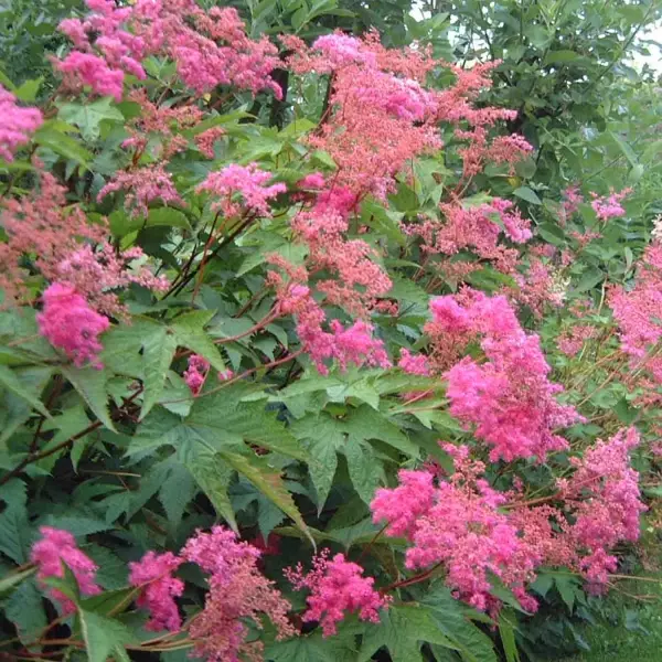 Filipendula purpurea – Reine des prés Godet de 8/9 cm