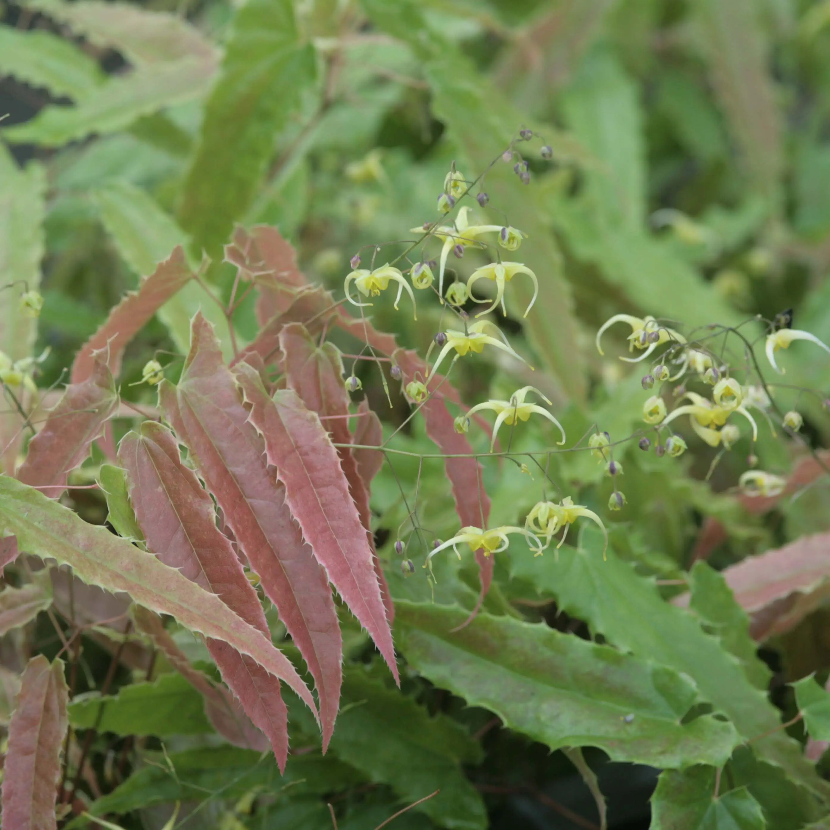 Fleur des Elfes – Epimedium Sphinx Twinkler Godet de 8/9 cm
