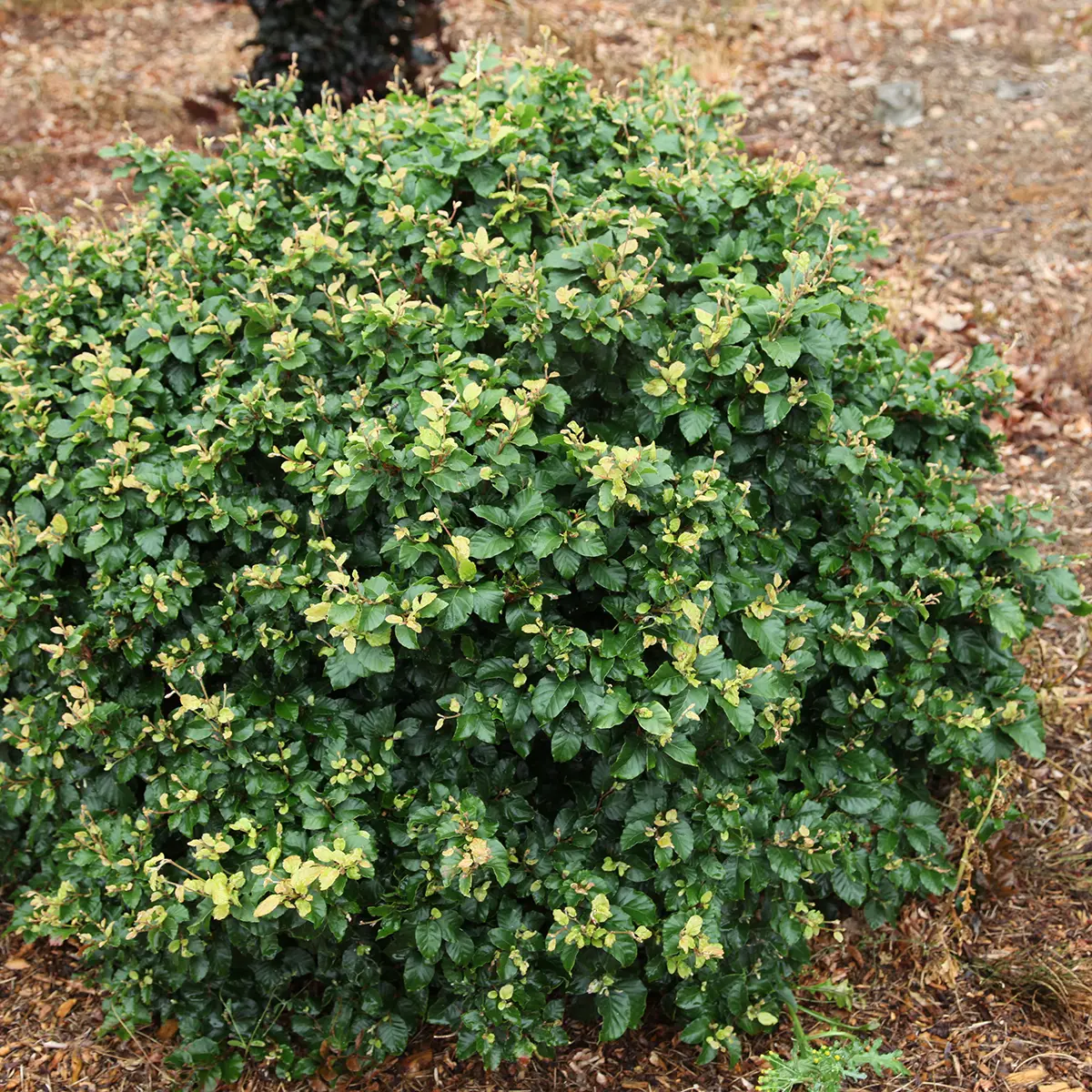 Fagus sylvatica Asterix – Hêtre nain Pot de 4L/5L