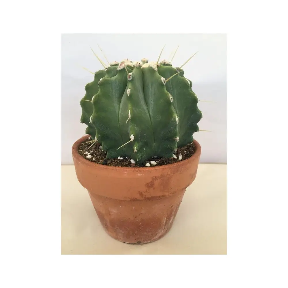 Ferocactus glaucescens Inermis Pot de 12 cm / 13 cm