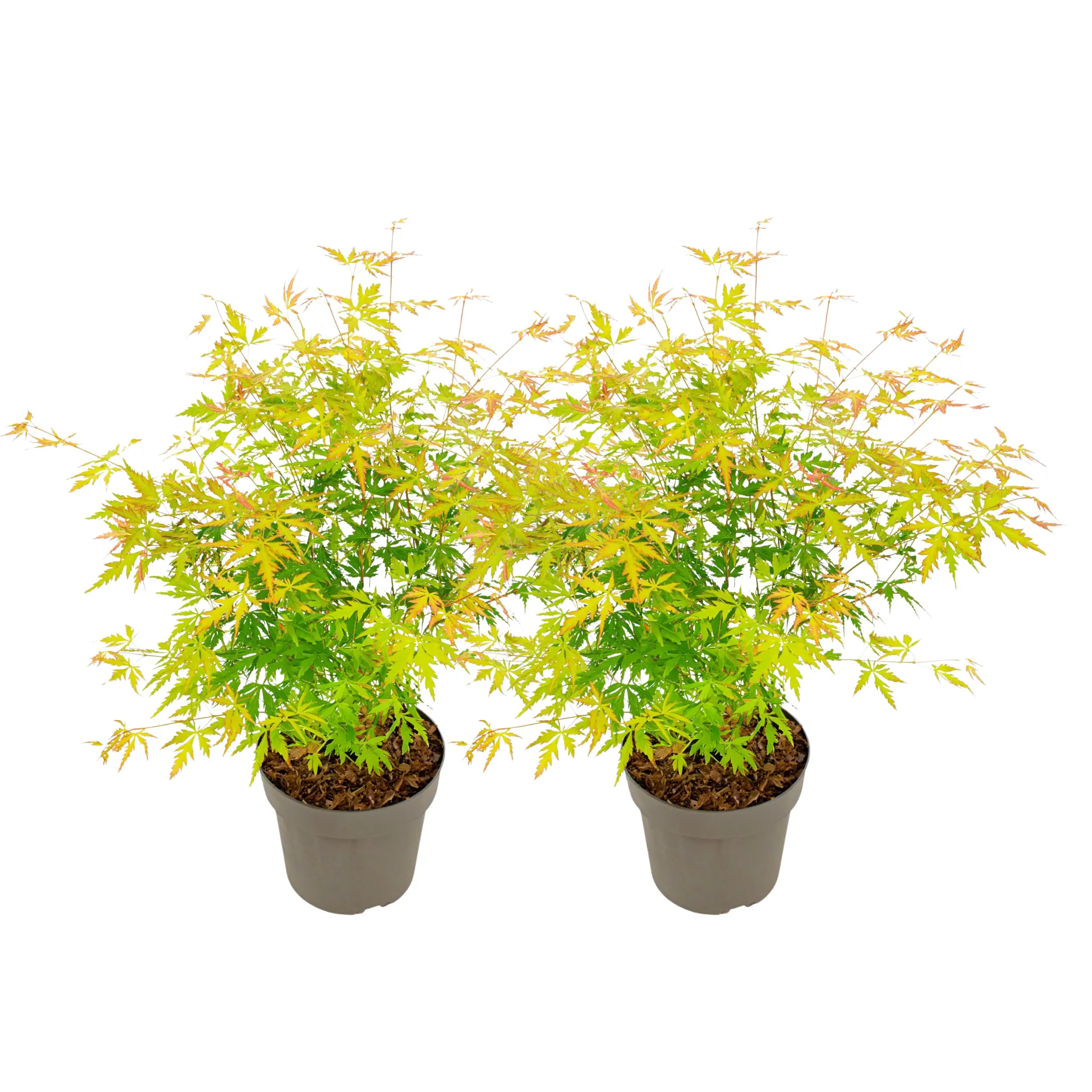 Érable du Japon – Set de 2 – Acer palmatum ‘Orange Lace’ – H60-70cm – ⌀19cm