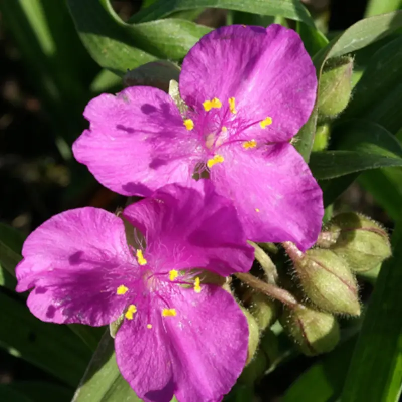 Éphémère de Virginie karminglut à fleurs Rose – feuillage Caduc – Godet – 5/20 cm- hauteur à maturité De 0,15 m à 0,50 m