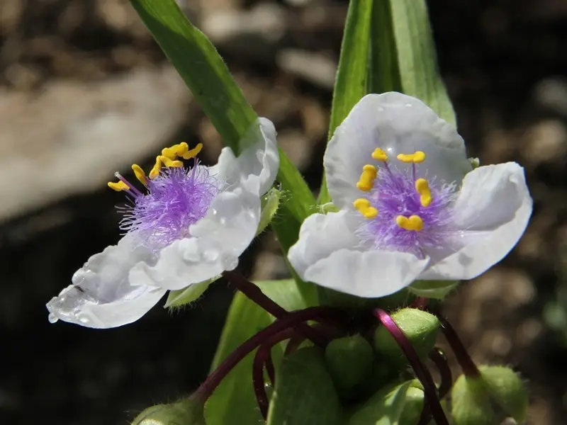 Ephémère de Virginie – Tradescantia andersoniana Osprey Pot de 2L/3L
