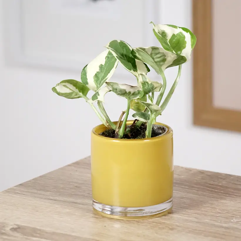 Epipremnum N’joy – Pothos Mini-plante