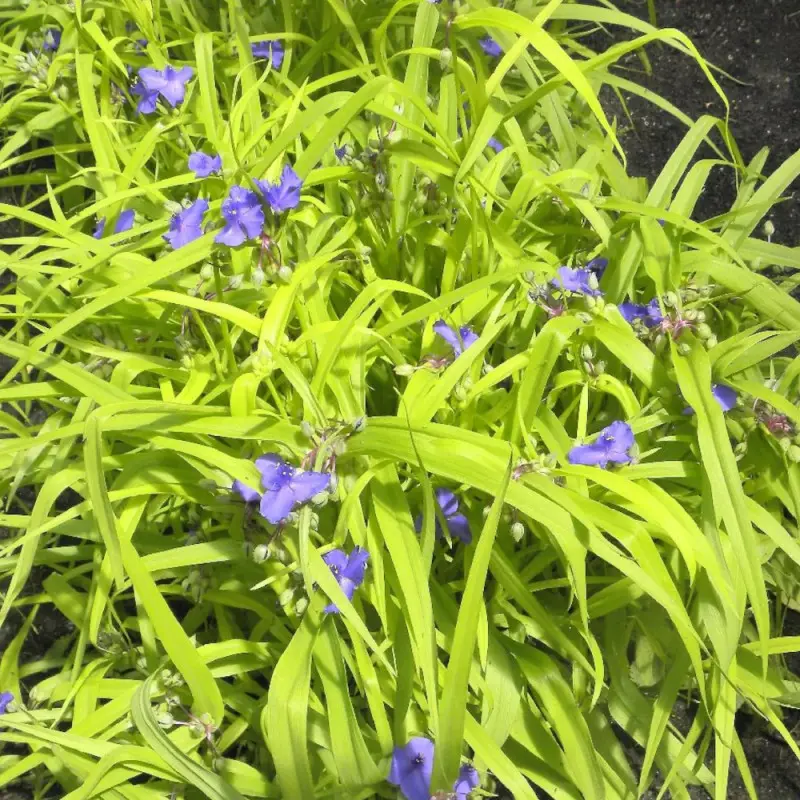 Éphémère de Virginie Sweet Kate à fleurs Bleue – feuillage Caduc – Godet – 5/20 cm- hauteur à maturité De 0,15 m à 0,50 m