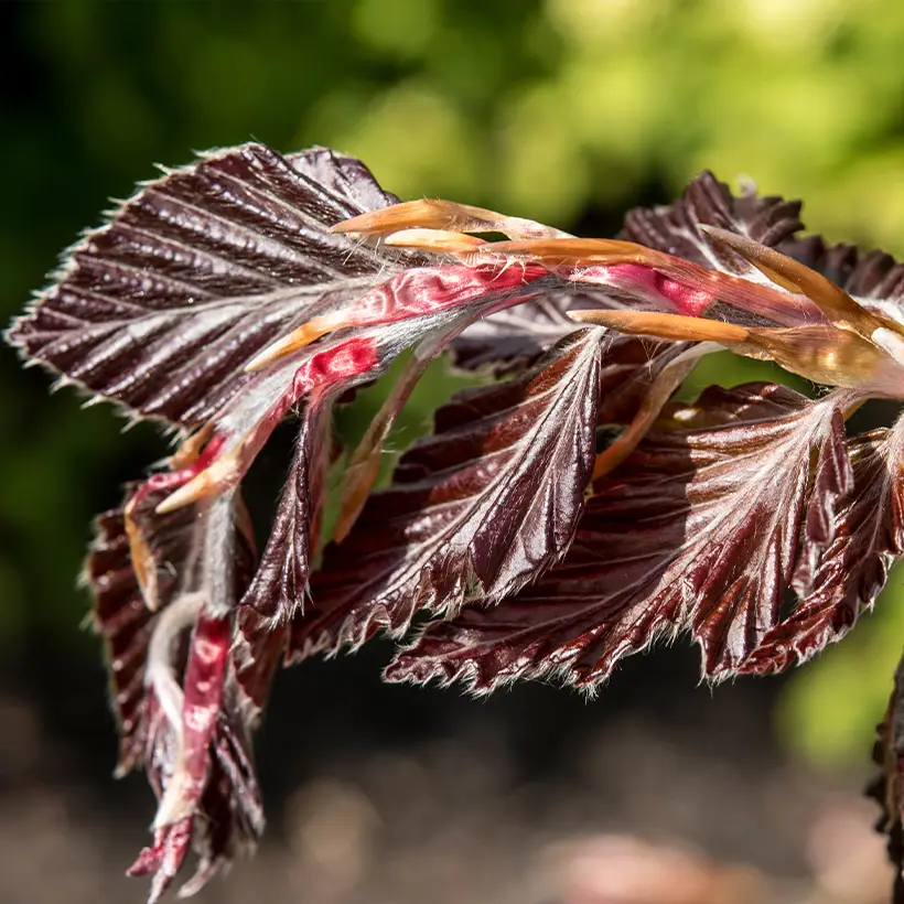 Fagus sylvatica Rohan Minaret – Hêtre pourpre colonnaire Pot de 4L/5L