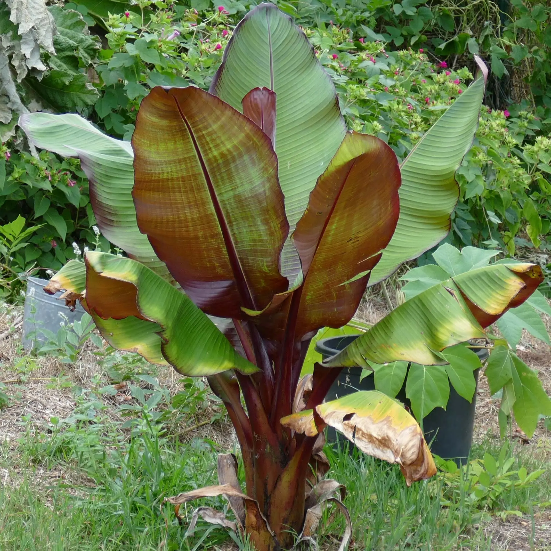 Ensete ventricosum Maurelii – Bananier rouge d’Abyssinie Pot de 4L/5L