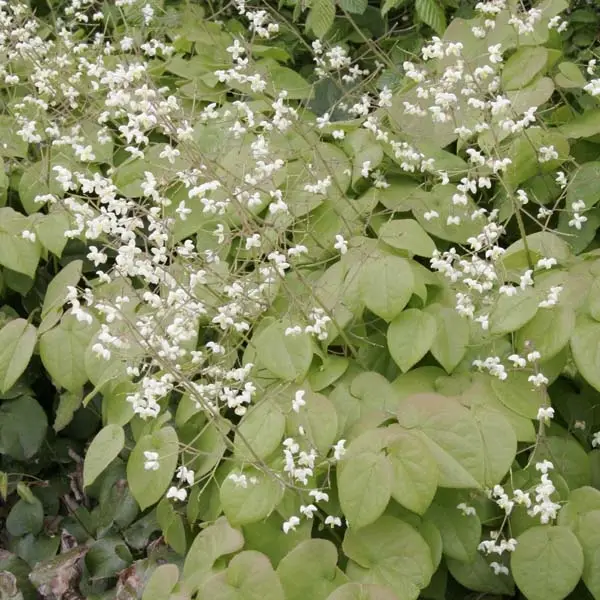 Fleur des Elfes – Epimedium pubigerum Godet de 8/9 cm