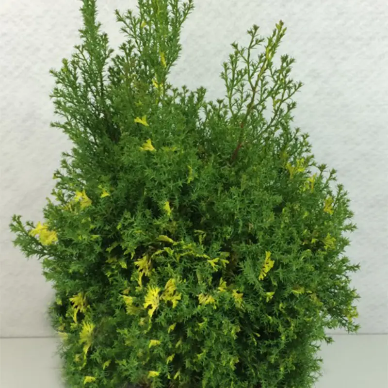 Faux cyprès du Japon – Chamaecyparis obtusa Saffron Spray – Pot de 2L/3L