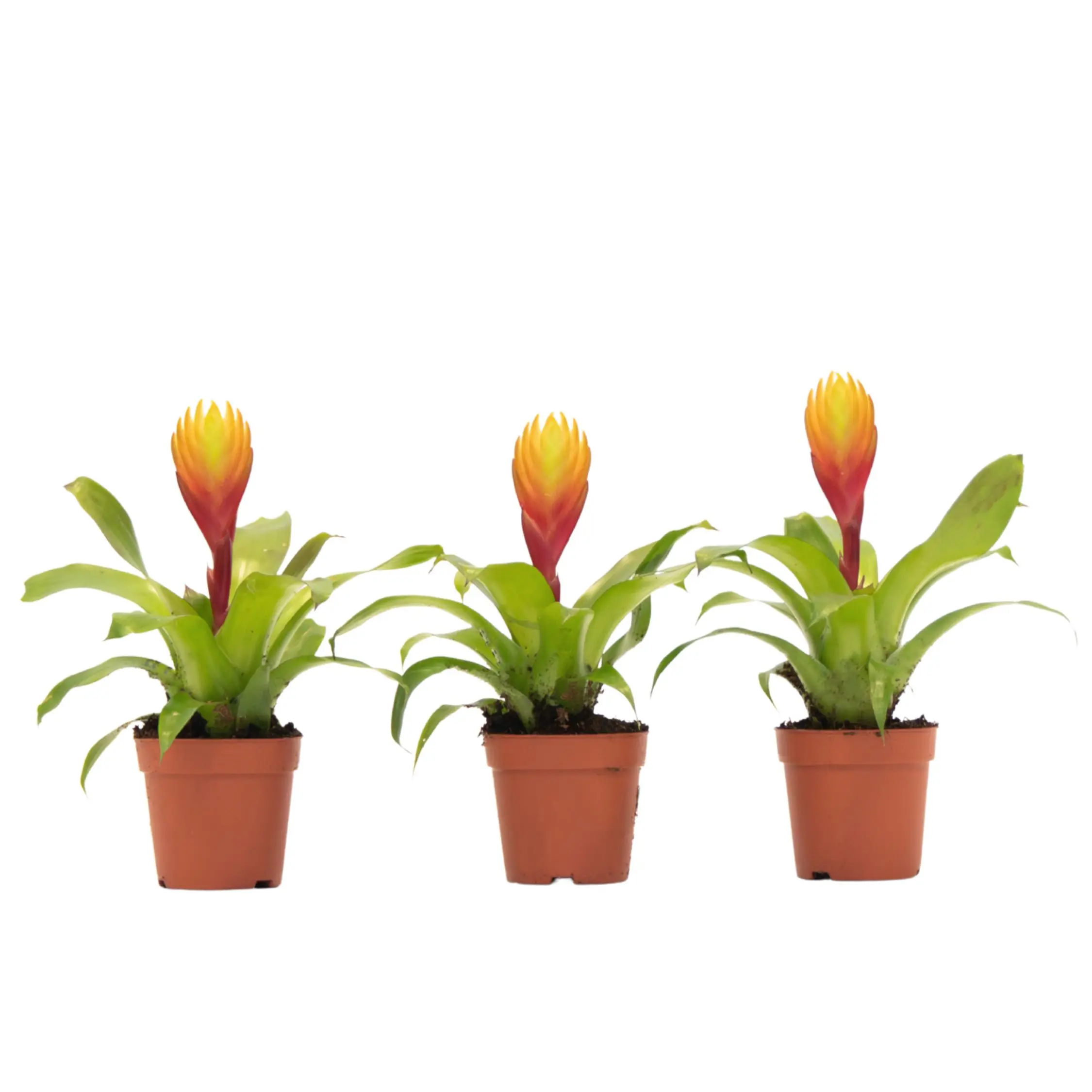 Épée flamboyante – Lot de 3 – Tillandsia Vriesea ‘Dorado’ – H15-25cm – Pot 7cm