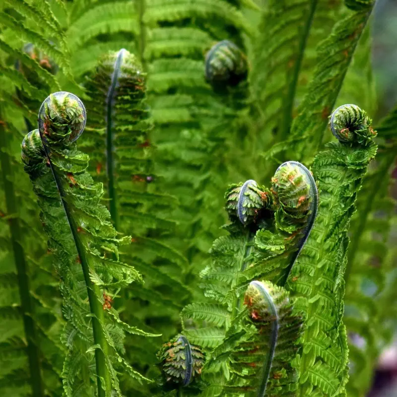 Fausse fougère mâle affinis, Dryopteris – Lot de 3 godets