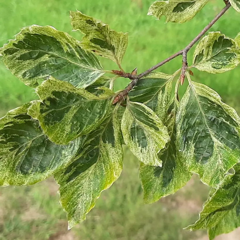 Fagus sylvatica Viridivariegata – Hêtre commun panaché de vert Pot de 4L/5L