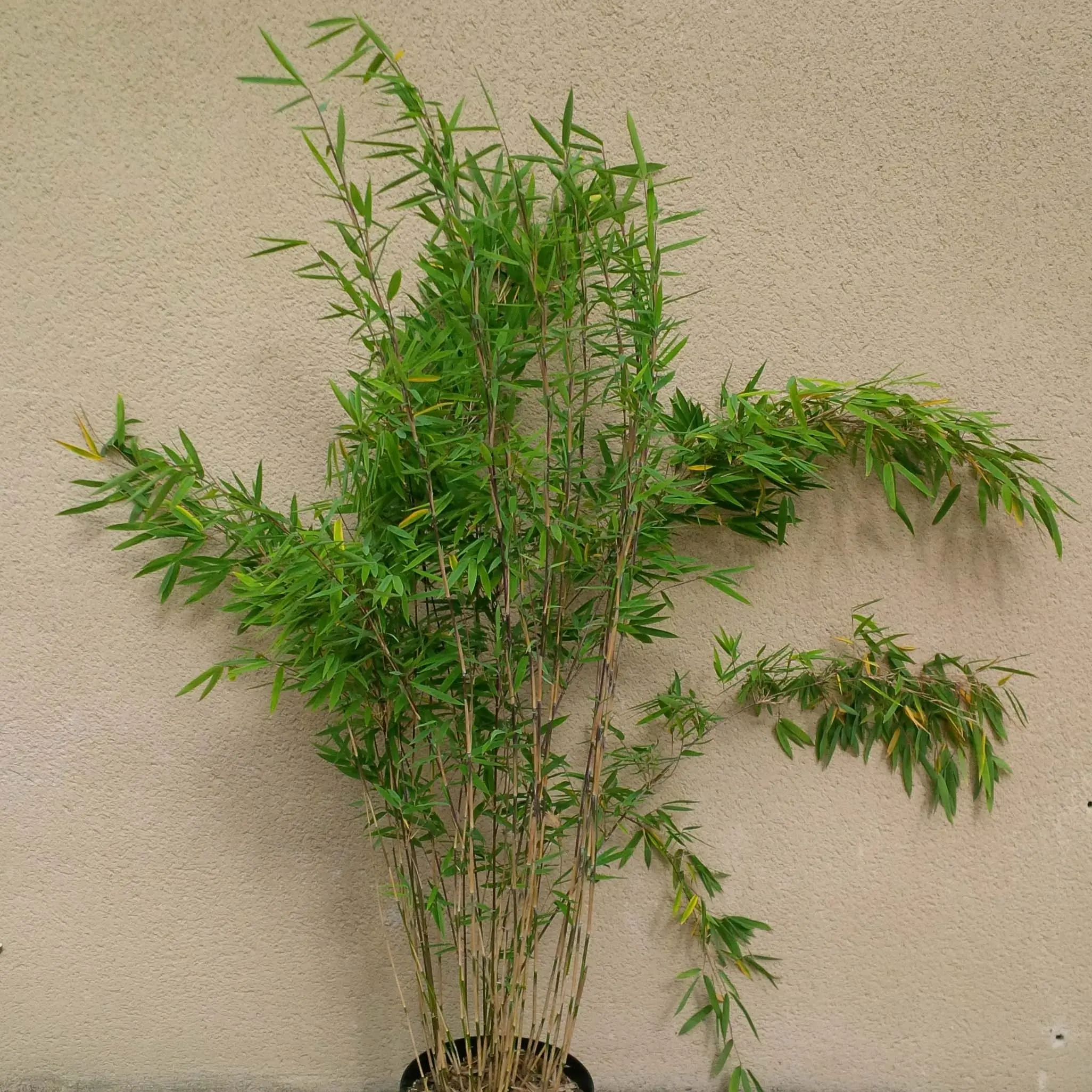 Fargesia nitida Volcano – Bambou non traçant Pot de 7,5L/10L