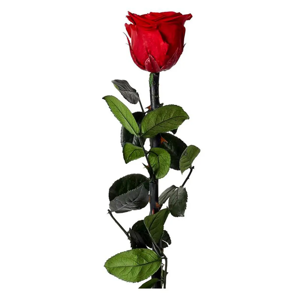 Fleur Artificielle «Rose sur Tige» 30cm Vert & Rouge