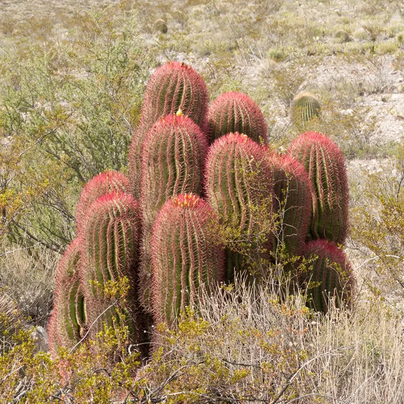 Ferocactus stainesii – Cactus Mini-plante