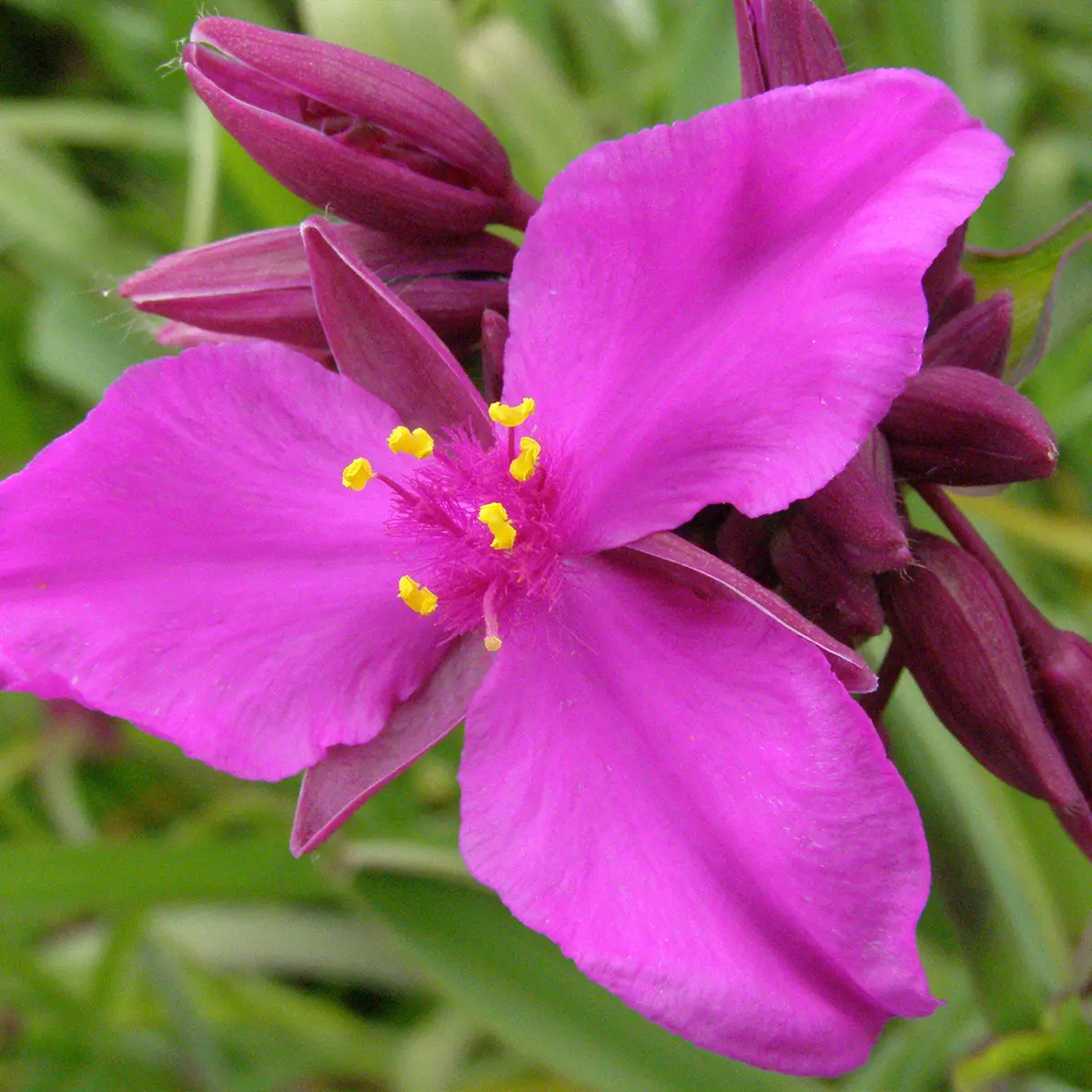 Ephémère de Virginie – Tradescantia andersoniana Red Grape – Racines nues